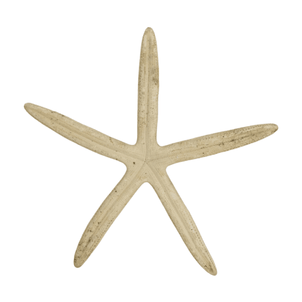 Starfish collection for marine lovers